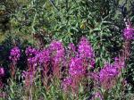 Fire weed